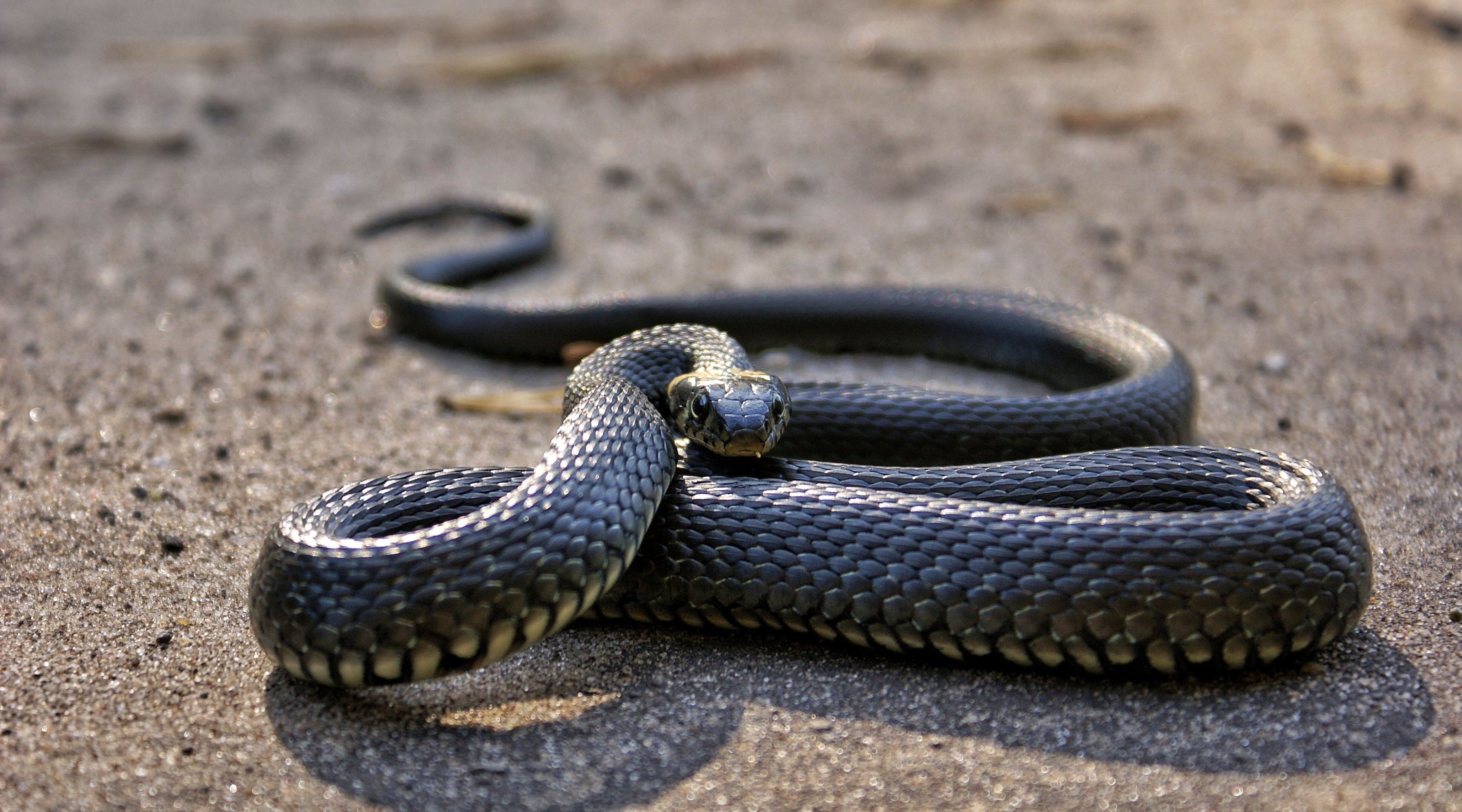 Expert Tips for Surviving a Snake Bite