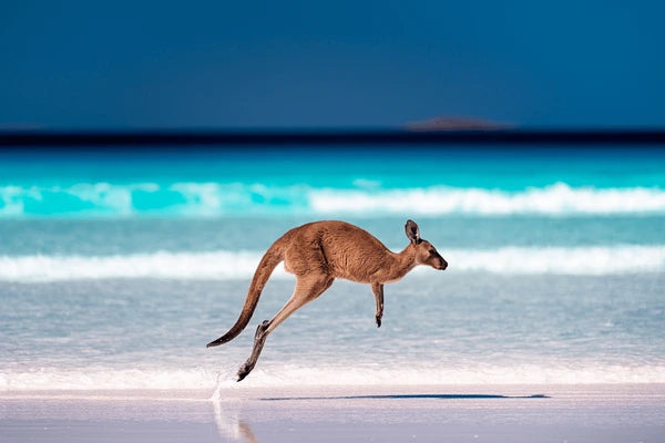 Kangaroo hopping along Australian Beach